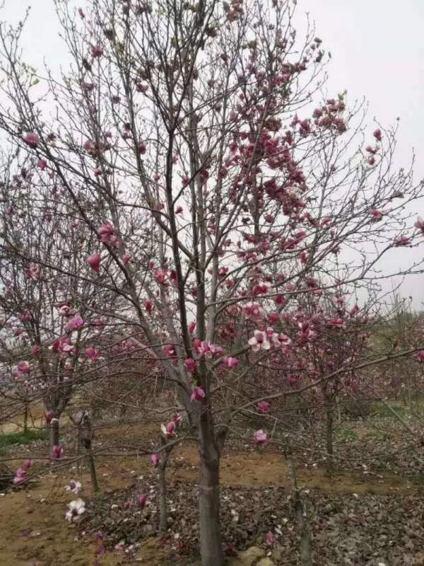 紫玉蘭開(kāi)花圖片 紫玉蘭開(kāi)花圖片