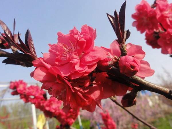 紅葉碧桃是用什么嫁接的？