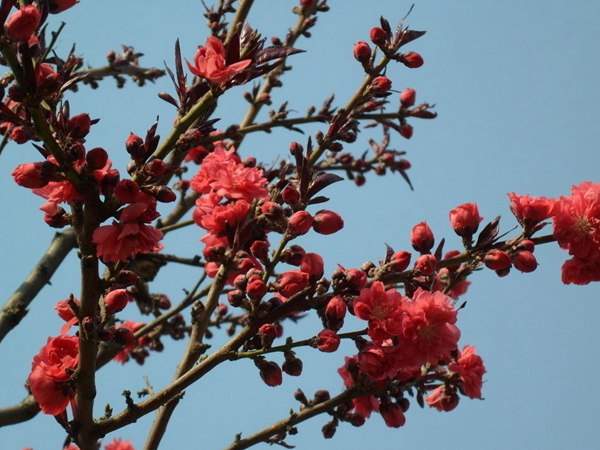 紅葉碧桃花期有多長,幾月份開花?