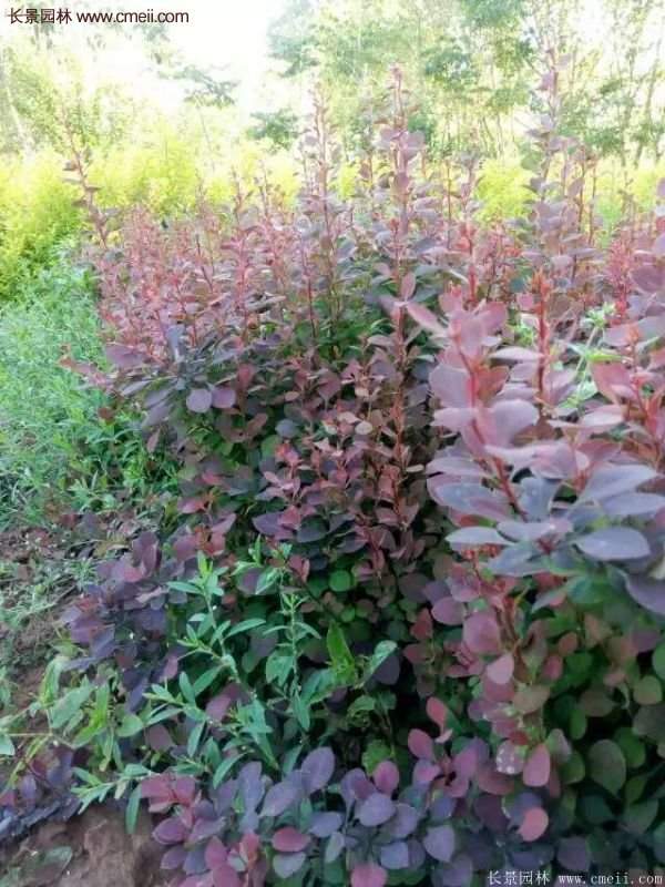 沭陽(yáng)紅葉小檗基地 沭陽(yáng)紅葉小檗基地