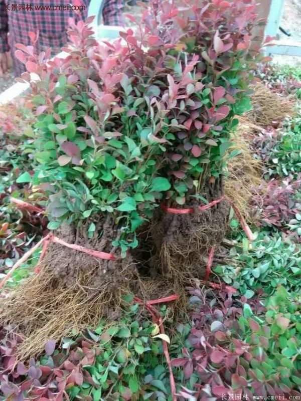 沭陽(yáng)紅葉小檗基地 沭陽(yáng)紅葉小檗基地