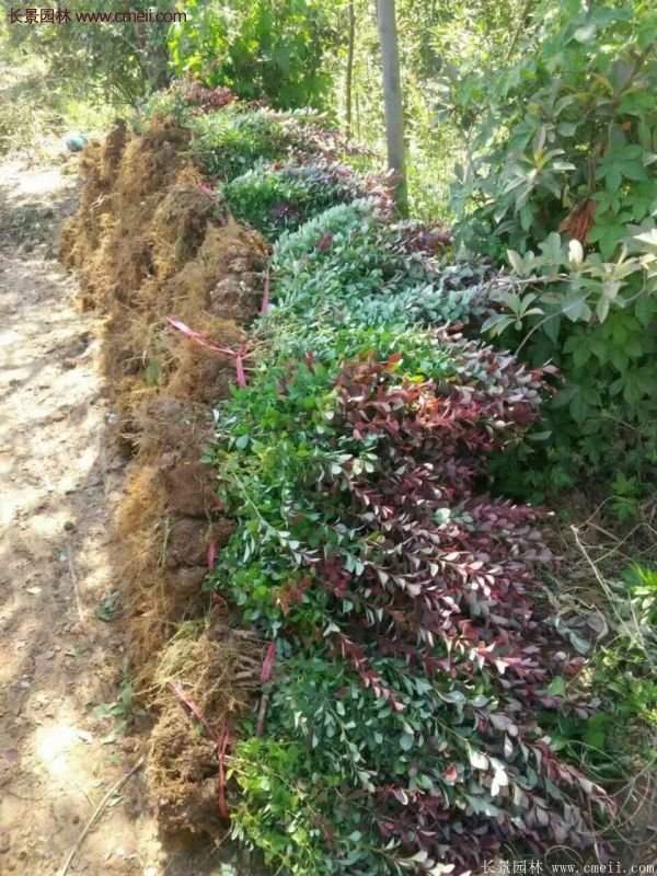 沭陽(yáng)紅葉小檗基地 沭陽(yáng)紅葉小檗基地