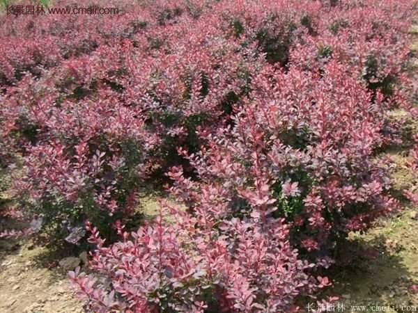 沭陽(yáng)紅葉小檗基地 沭陽(yáng)紅葉小檗基地