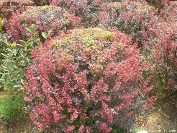 沭陽(yáng)紅葉小檗基地 沭陽(yáng)紅葉小檗基地