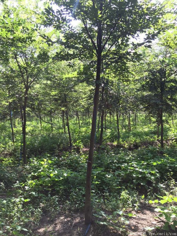 供應(yīng)6-8公分的櫸樹價(jià)格市場比較低