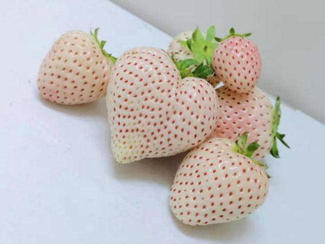 白草莓市場(chǎng)行情怎么樣？白草莓種植前景如何？